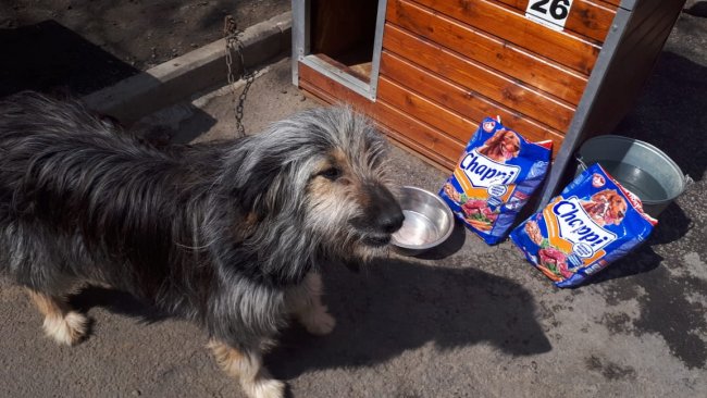Сбор кормов в пользу бездомных животных в Ростове-на-Дону продляется